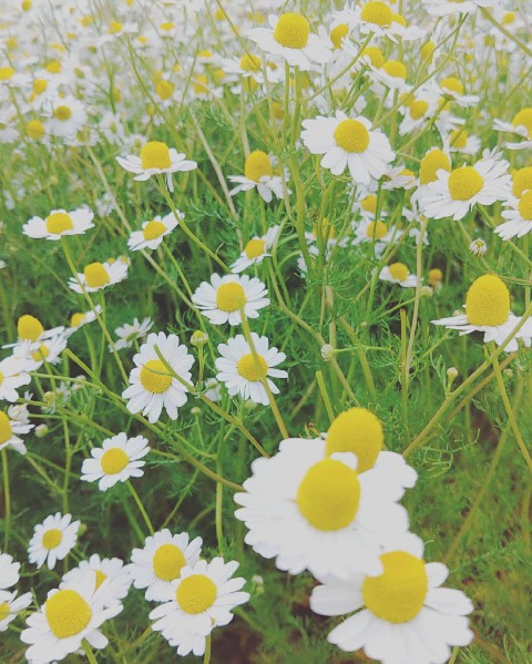 akc.laboの花あそび　新設クラス♪ アイキャッチ画像