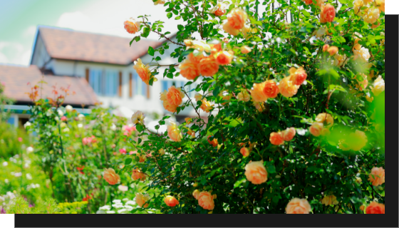 植物　ガーデニング　写真